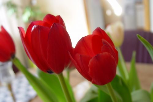 flowers tulips red