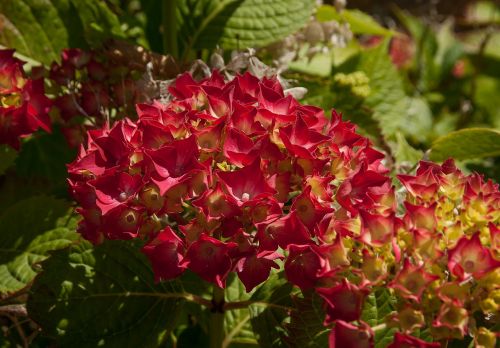 flowers hydrangeas garden