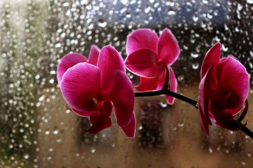 flowers orchid rain