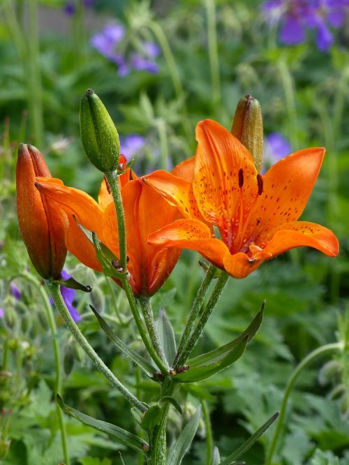flowers lilies orange