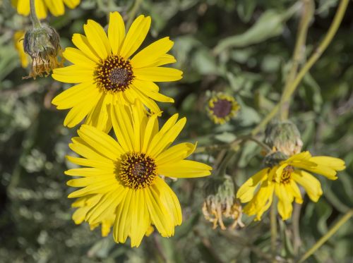 flowers field nature