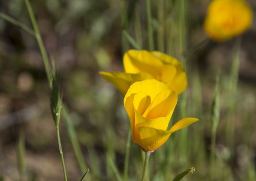 flowers field nature