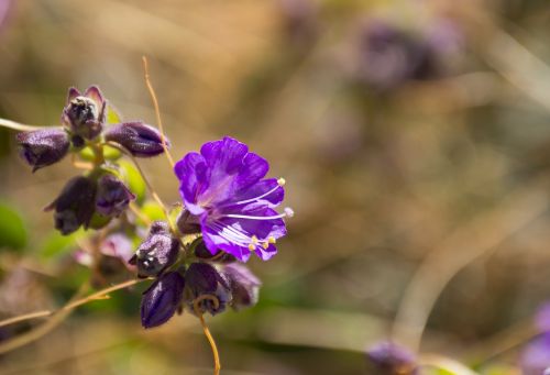 flowers field nature