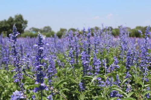 flowers lavender fields purple