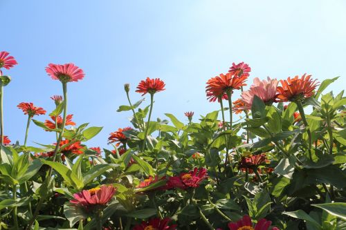 flowers red cornflower