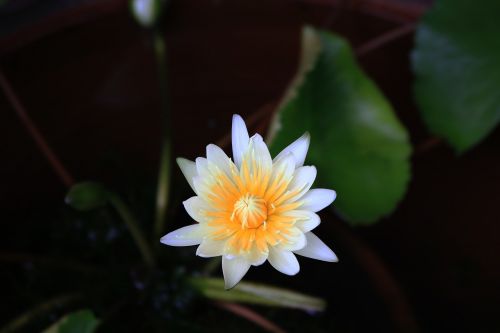 flowers lotus white