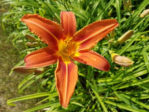 flowers daylilies summer