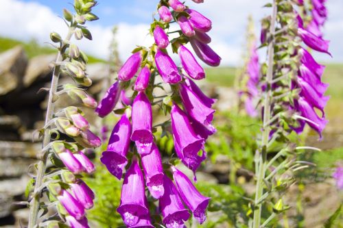 flowers bluebells nature