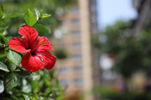 flowers red nature