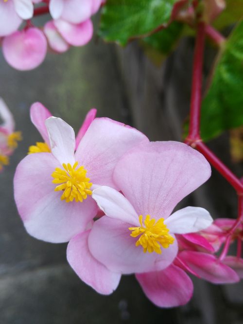 flowers pink yellow