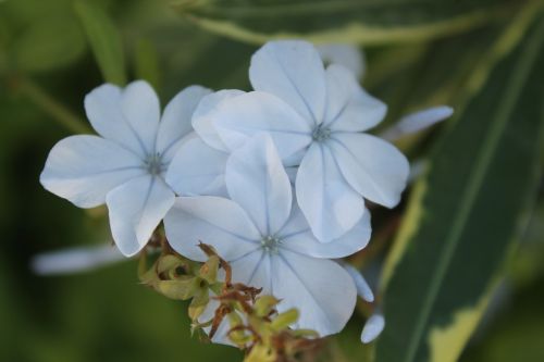 flowers blue flowers blue