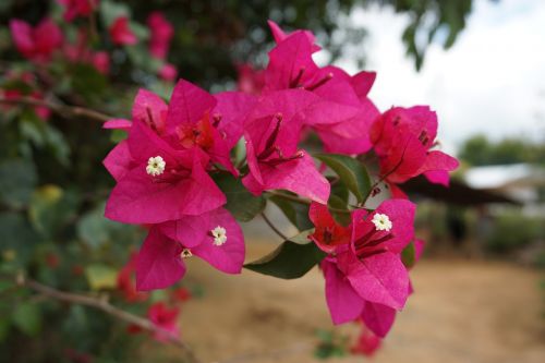 flowers nature flowers fueangfa