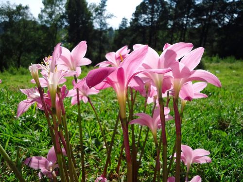 flowers pink flowers wild saffron