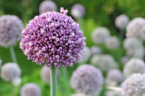 flowers garlic purple