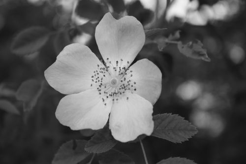 flowers nature pistil