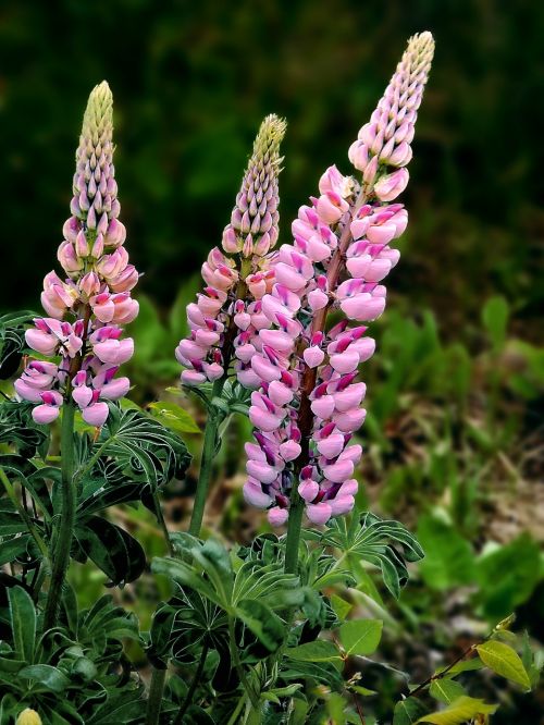 flowers spring lupins