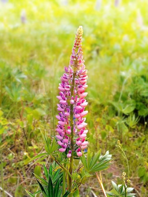 flowers spring lupins