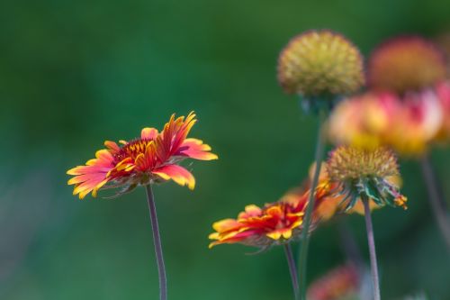 flowers garden nature