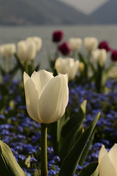 flowers yellow lake