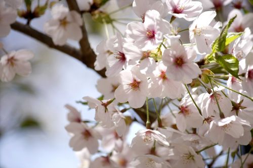 flowers spring flowers cherry flowers