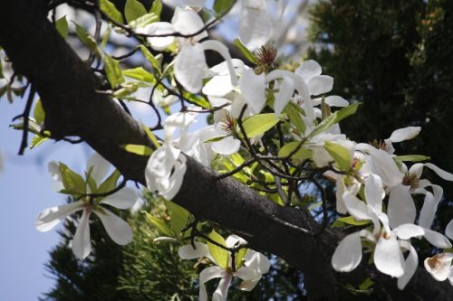 flowers spring flowers plants