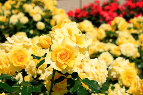 flowers rose huang