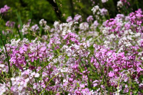 flowers summer purple