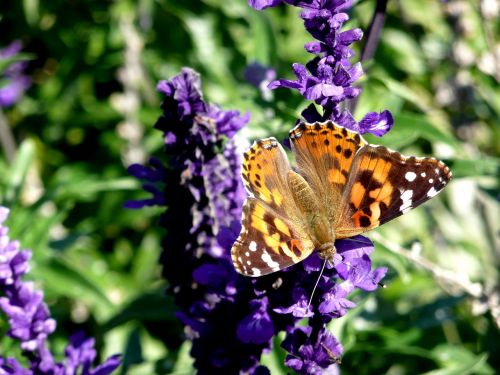 flowers butterfly leaves