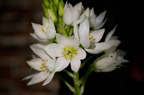 flowers white white flowers