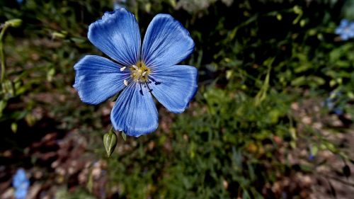 flowers blue closeup