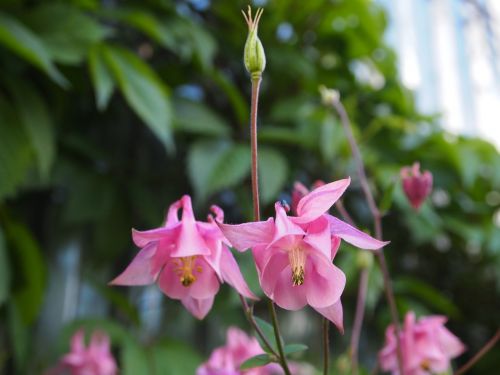 flowers garden bell