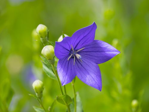 flowers bellflower violet