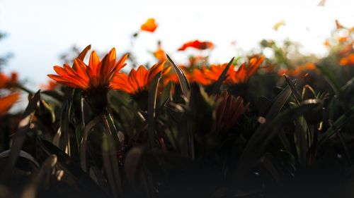 flowers back light sun