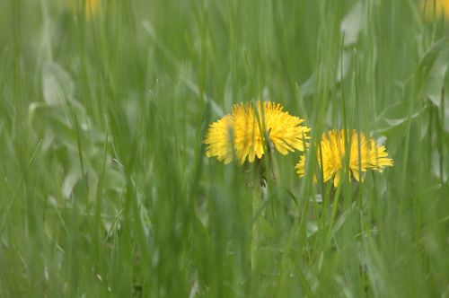 flowers grass nature