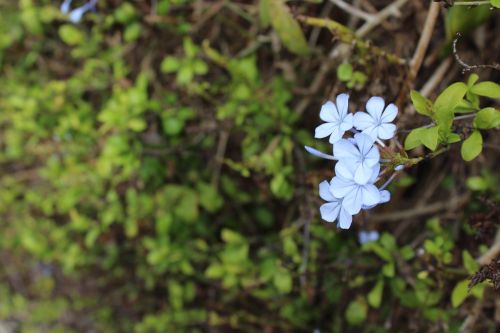 flowers blue nature