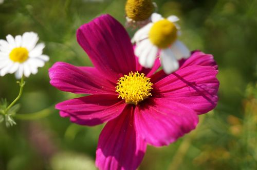 flowers white pink