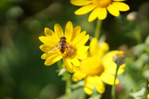 flowers yellow summer