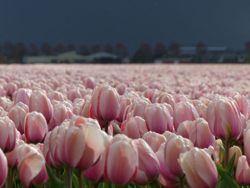 flowers tulips nature