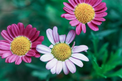 flowers summer flowers garden flowers