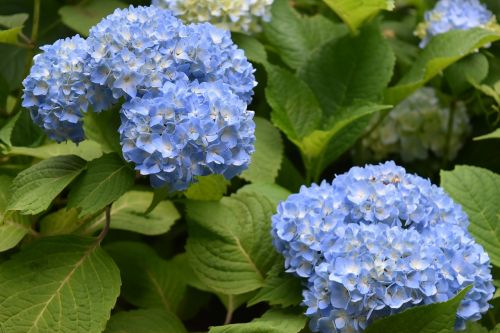 flowers flower hydrangea