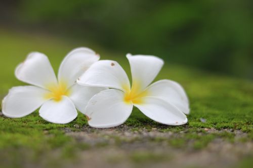 flowers frangipani nature