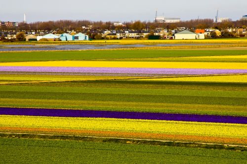 flowers field field of flowers