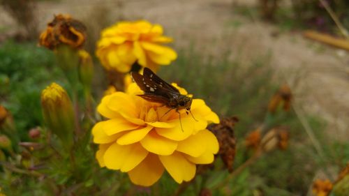 flowers bug butterfly