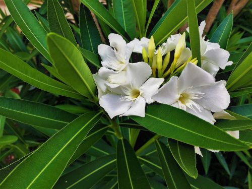 flowers white green