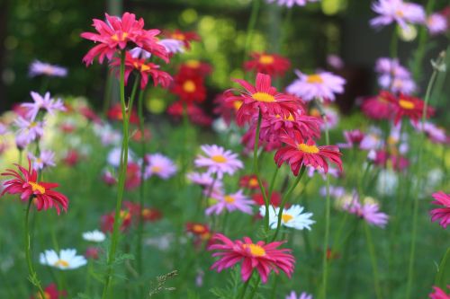 flowers nature floral