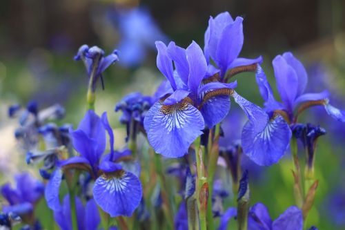 flowers nature floral