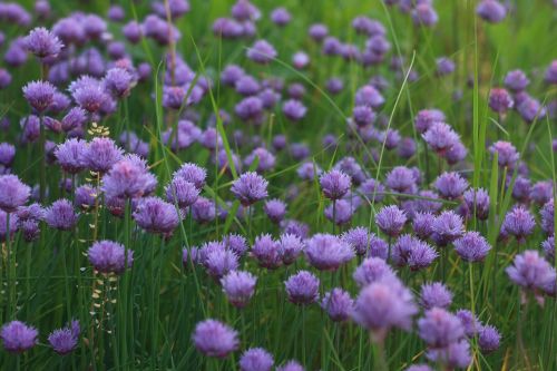 flowers nature floral