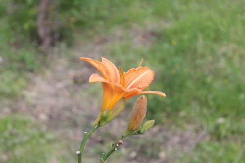 flowers spring nature