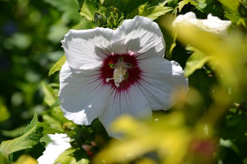 flowers plants spring