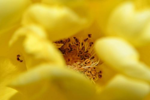 flowers nature yellow